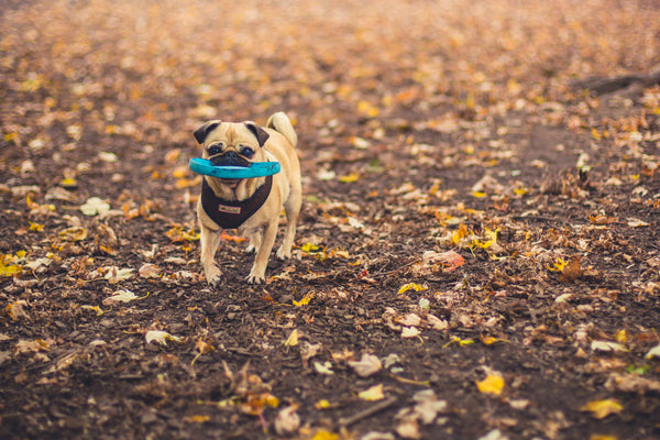 Dogs and horse essentials 