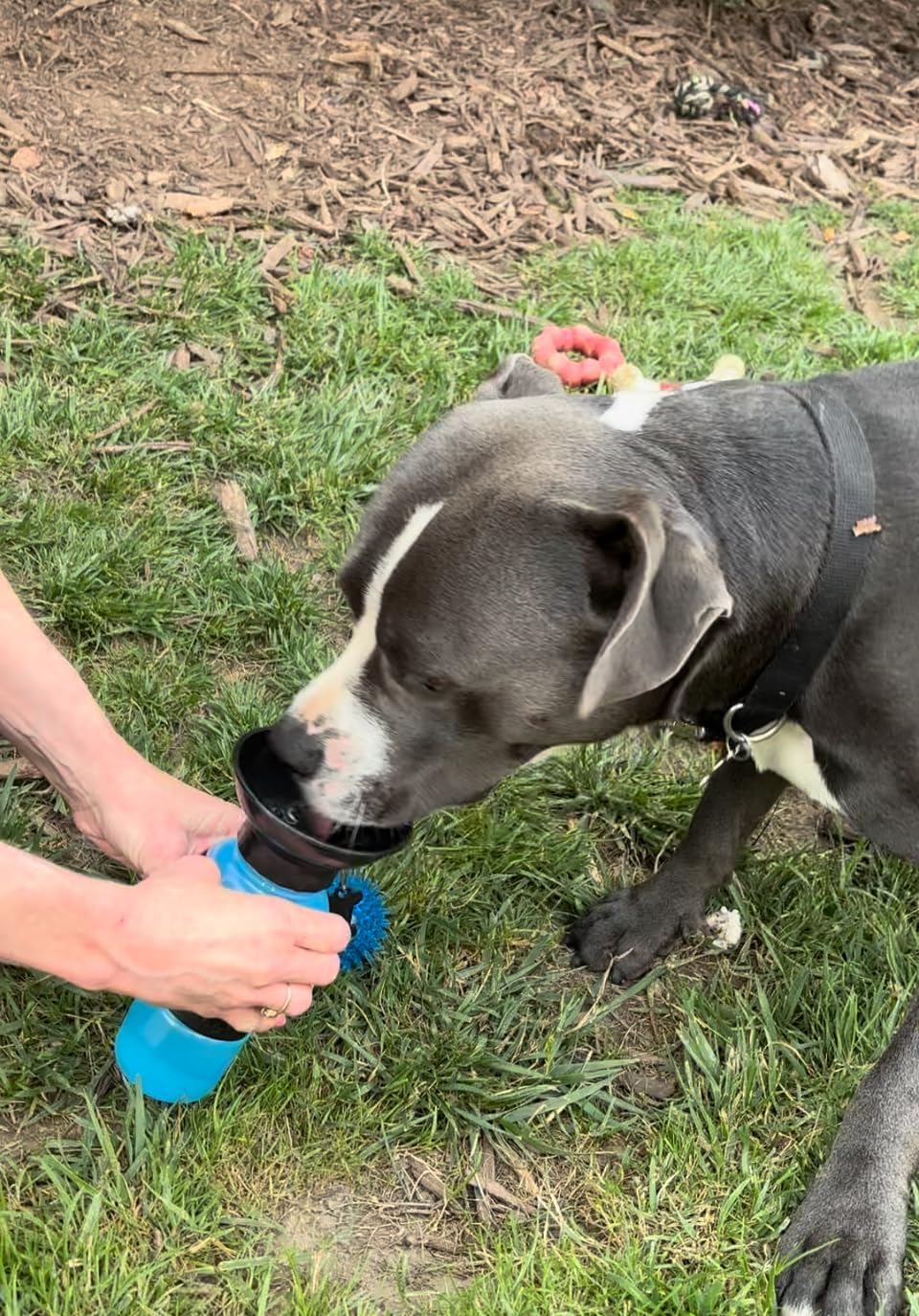 Dog Water Bowl Dispenser